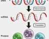Transkription Vorlage Wunderbar Gene Rna Und Proteine