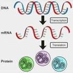 Transkription Vorlage Wunderbar Gene Rna Und Proteine