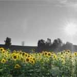 Trauerkarte Vorlage Download Kostenlos Elegant Trauerkarten Ausdrucken Kostenloser Download Für Private