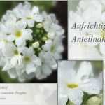 Trauerkarte Vorlage Download Kostenlos Erstaunlich Trauerkarten Kostenlos Ausdrucken – Bürozubehör