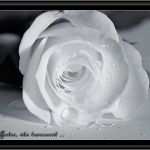 Trauerkarte Vorlage Download Kostenlos Großartig Trauerkarte Rose Für Trauer