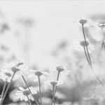 Trauerkarte Vorlage Download Kostenlos Inspiration Trauerkarten Ausdrucken Kostenloser Download Für Private