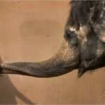 überweisungsträger Spende Vorlage Cool Spende Per Überweisung Pro Wildlife