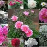 Unitymedia Widerruf Vorlage Einzigartig Telekom Rechnung Ausdrucken Rechnung Zum Ausdrucken