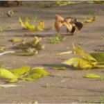 Unterrichtsentwurf Vorlage Grundschule Inspiration Deutsch