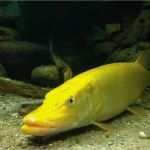 Ups Frachtbrief Vorlage Genial Erfreut Taubenmuster Vorlage Fotos Beispiel Business