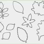 Urheberrecht Fotos Vorlage Erstaunlich 51 Beste Fotos Der Vorlage Herbstblätter