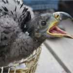 Urkunde Patenschaft Kind Vorlage Angenehm Auswilderung & Pflege