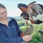 Urkunde Patenschaft Kind Vorlage Beste Die Falknerstunde Ein Einzigartiges Erlebnis