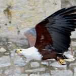 Urkunde Patenschaft Kind Vorlage Bewundernswert Flugvorführungen Der Deutschen Greifenwarte