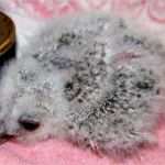 Urkunde Patenschaft Kind Vorlage Cool Auswilderung & Pflege