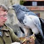 Urkunde Patenschaft Kind Vorlage Erstaunlich Flugvorführungen Der Deutschen Greifenwarte
