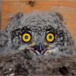 Urkunde Patenschaft Kind Vorlage Erstaunlich Zwingeranlage Der Deutschen Greifenwarte