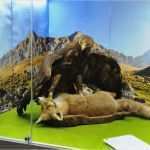 Urkunde Patenschaft Kind Vorlage Erstaunlich Zwingeranlage Der Deutschen Greifenwarte