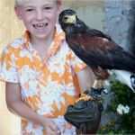 Urkunde Patenschaft Kind Vorlage Großartig Die Falknerstunde Ein Einzigartiges Erlebnis