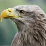 Urkunde Patenschaft Kind Vorlage Großartig Fotoshooting Mit Gefiederten Models