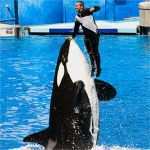 Urkunde Patenschaft Kind Vorlage Inspiration Seaworld © Jimmyweee Pro Wildlife