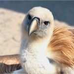 Urkunde Patenschaft Kind Vorlage Schön Patenschaft Alles Was Sie Wissen Müssen