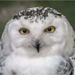 Urkunde Patenschaft Kind Vorlage Schön Schulklassen Ausflugspakete