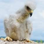 Urkunde Patenschaft Kind Vorlage Schönste Auswilderung & Pflege