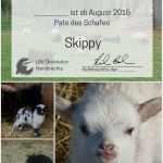 Urkunde Patenschaft Vorlage Best Of Schafpatenschaft