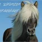 Usenet Kündigen Vorlage Cool Bildergalerie Die Schönsten Pferdebilder Für Whatsapp