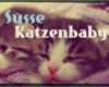 Usenet Kündigen Vorlage Schönste Bildergalerie Süße Katzenbaby Bilder Für Whatsapp & Co