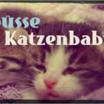 Usenet Kündigen Vorlage Schönste Bildergalerie Süße Katzenbaby Bilder Für Whatsapp & Co