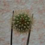 Verbindliches Angebot Vorlage Bewundernswert Echinopsis Trichocereus Hybride Pina Colada