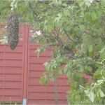 Vereinshomepage Vorlagen Elegant Vereinshomepage Kleingarten Störtal E V