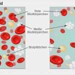 Verhaltensanalyse Vorlage Wunderbar Was ist Eine souterrainwohnung Dap 01 Was ist Eine