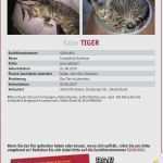 Vermisstenanzeige Katze Vorlage Erstaunlich 36 Fabelhaft Vermisstenanzeige Katze Vorlage Bilder