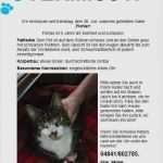 Vermisstenanzeige Katze Vorlage Genial Ausgezeichnet Katze Gesicht Vorlage Ideen Beispiel