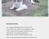 Vermisstenanzeige Katze Vorlage Inspiration Pin Tiervermittlung Tierheim Hunde Tiervermittlungen – Xua