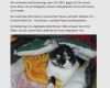 Vermisstenanzeige Katze Vorlage Wunderbar Vermisstenanzeige Katze Vorlage Inspiration Vermisste
