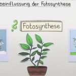 Versuchsprotokoll Chemie Vorlage Schule Einzigartig Beeinflussung Der Fotosyntheseleistung – Biologie – sofatutor