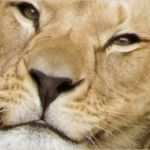 Verzehrgutschein Vorlage Erstaunlich Willkommen Im Erlebnis Zoo Hannover