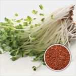 Visitenkarte Vorlage Pages Süß Production Et Vente Cresson Une Large Gamme De Semences