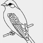 Vogel Vorlage Zum Ausdrucken Erstaunlich Vögel Ausmalbilder 11