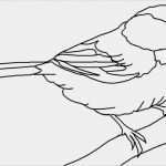 Vogel Vorlagen Für Fenster Erstaunlich 25 Beste Ideeën Over Uil Tekeningen Op Pinterest Dieren