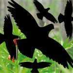Vogel Vorlagen Für Fenster Wunderbar Set 35cm Vogel Vögel Aufkleber Fenster Tattoo Warnvögel