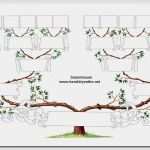 Vorlage Ahnentafel Neu Der Enkeltrick In Der Ahnenforschungblog Pommerscher Greif