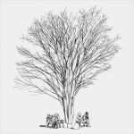 Vorlage Baum Ohne Blätter Luxus Große Kahlen Baum Ohne Blätter Und