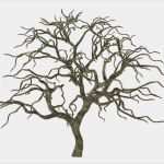 Vorlage Baum Ohne Blätter Süß toter Baum Ohne Blätter isoliert Acer Palmatum