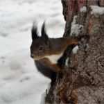 Vorlage Eichhörnchen Bewundernswert Freistellen Mit Kante Verbessern