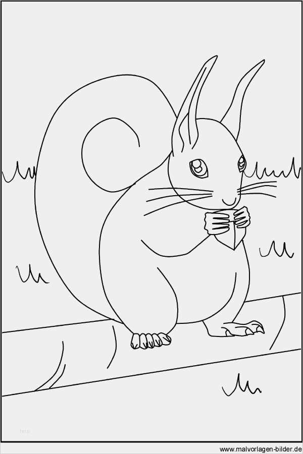 Vorlage Eichhörnchen Erstaunlich Eichhörnchen Kostenlose Malvorlagen Und Windowcolor