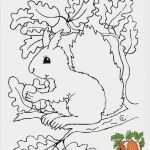 Vorlage Eichhörnchen Fabelhaft Die Besten 25 Eichhörnchen Zeichnen Ideen Auf Pinterest