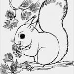 Vorlage Eichhörnchen Fabelhaft Seite 3