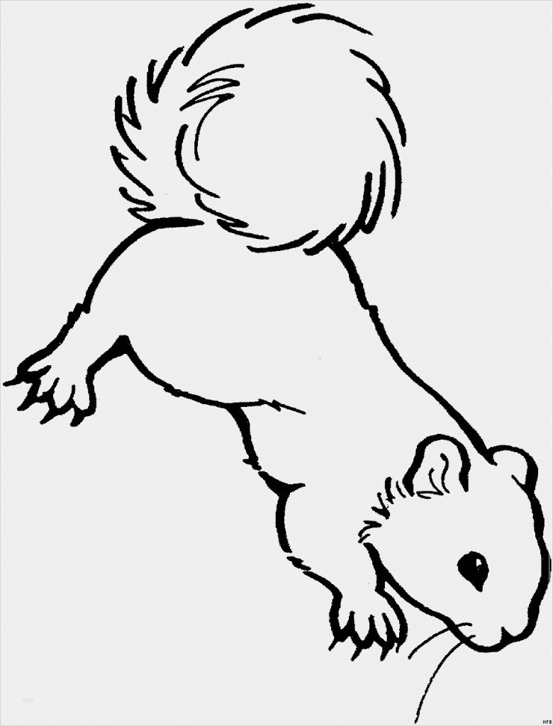 vorlage eichhörnchen luxus eichhoernchen mit schnurhaaren