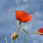 Vorlage Einladung Geschäftseröffnung Erstaunlich Geburtstag Hochzeit Lustige Texte Gedichte Verse